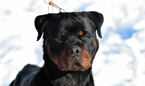 Stor Rottweiler Hund Snön — Stockfoto