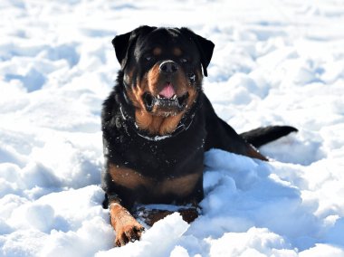 Karda büyük bir Rottweiler köpeği