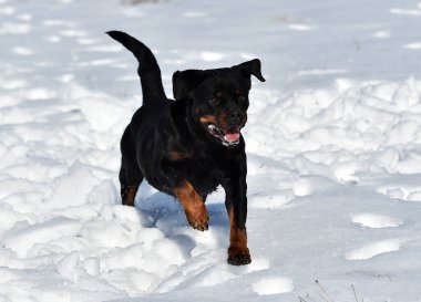 Karda büyük bir Rottweiler köpeği