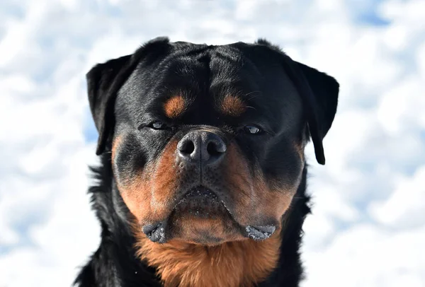 Karda Büyük Bir Rottweiler Köpeği — Stok fotoğraf