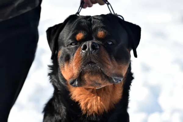 Big Rottweiler Dog Snow — Stock Photo, Image