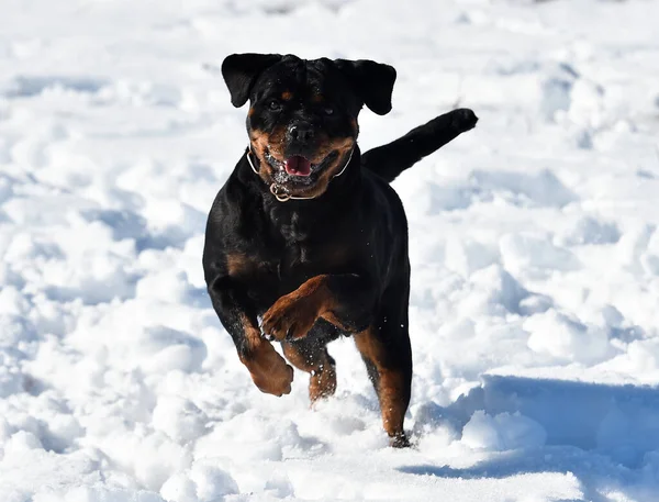 Big Rottweiler Dog Snow — Stock Photo, Image