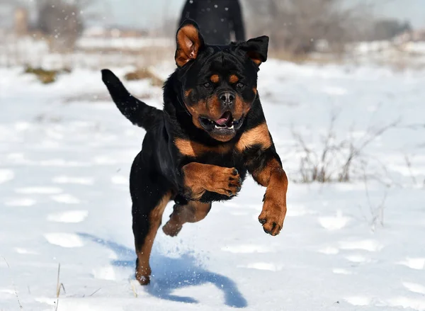 Big Rottweiler Dog Snow — Stock Photo, Image