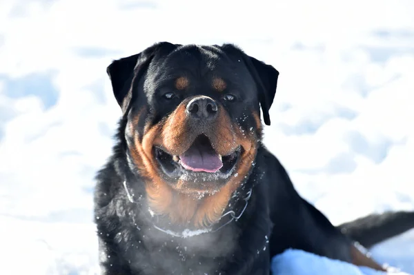 Ένα Μεγάλο Σκυλί Rottweiler Στο Χιόνι — Φωτογραφία Αρχείου