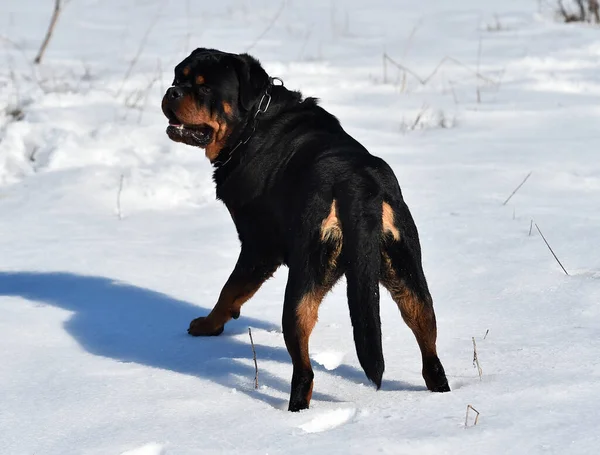 Gran Perro Rottweiler Nieve —  Fotos de Stock