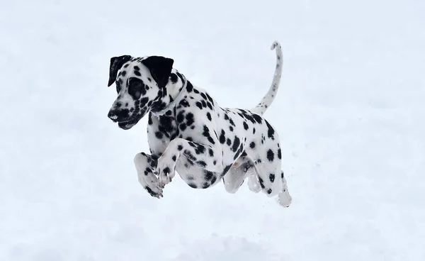 Ein Dalmatinischer Hund Schnee — Stockfoto