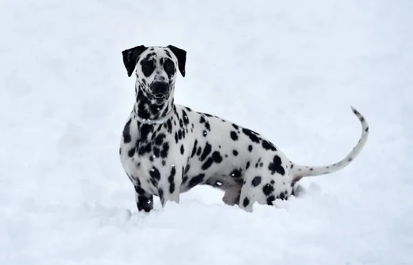Ein Dalmatinischer Hund Schnee — Stockfoto