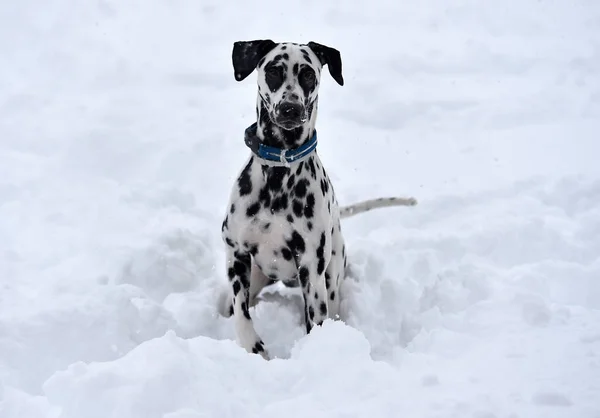 Ein Dalmatinischer Hund Läuft Schnee — Stockfoto