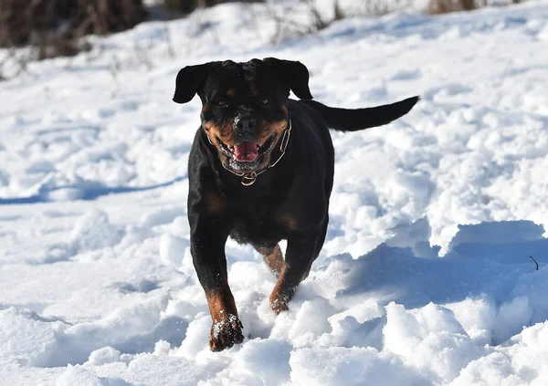 Сильная Собака Снегу — стоковое фото