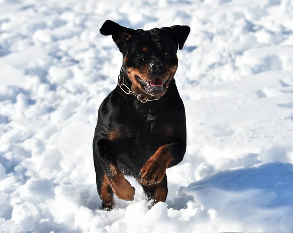 Cão Rottweiler Forte Neve — Fotografia de Stock
