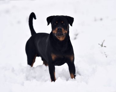 Karda güçlü bir köpek.