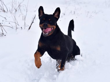 Karda güçlü bir köpek.