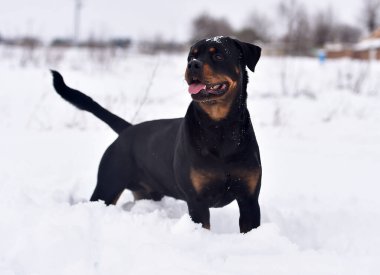 Karda güçlü bir köpek.