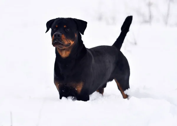 Ένα Ισχυρό Σκυλί Rottweiler Στο Χιόνι — Φωτογραφία Αρχείου