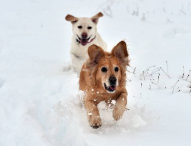 Karda altın bir köpek yavrusu