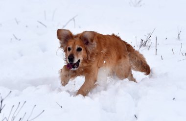 Karda altın bir köpek yavrusu