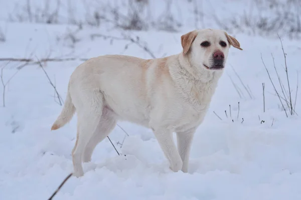 Karda Altın Bir Köpek Yavrusu — Stok fotoğraf