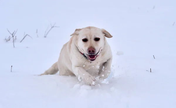 Puppy Golden Dog Snow — Stock Photo, Image