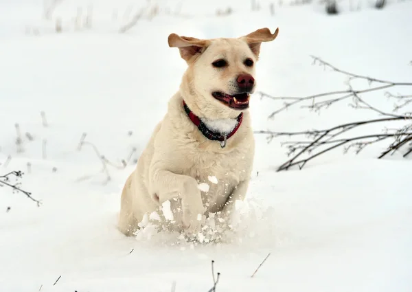Puppy Golden Dog Snow — Stock Photo, Image