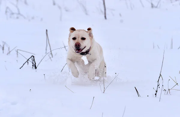 Karda Altın Bir Köpek Yavrusu — Stok fotoğraf