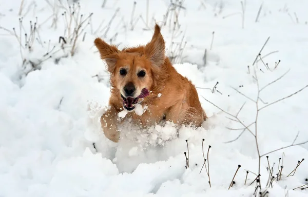 Puppy Golden Dog Snow — Stock Photo, Image