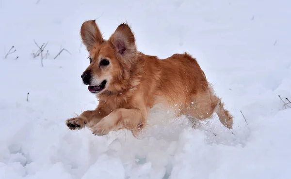 Cachorro Perro Oro Nieve — Foto de Stock