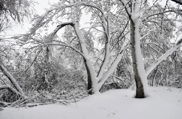 Ett Vackert Snöigt Landskap Spanien — Stockfoto