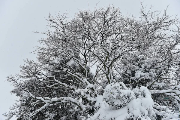 Een Prachtig Besneeuwd Landschap Spanje — Stockfoto