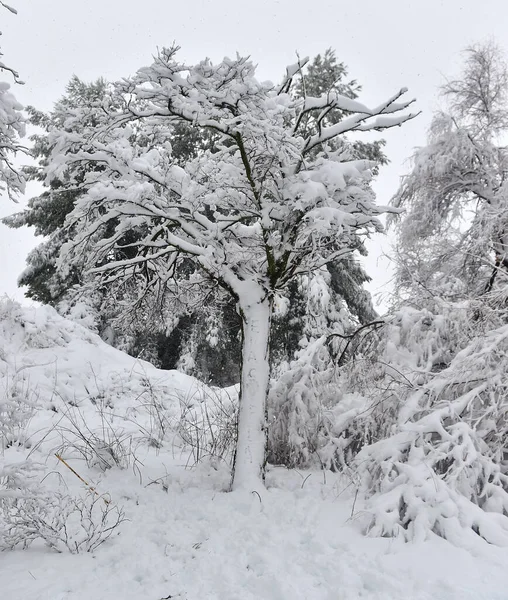 Ett Vackert Snöigt Landskap Spanien — Stockfoto