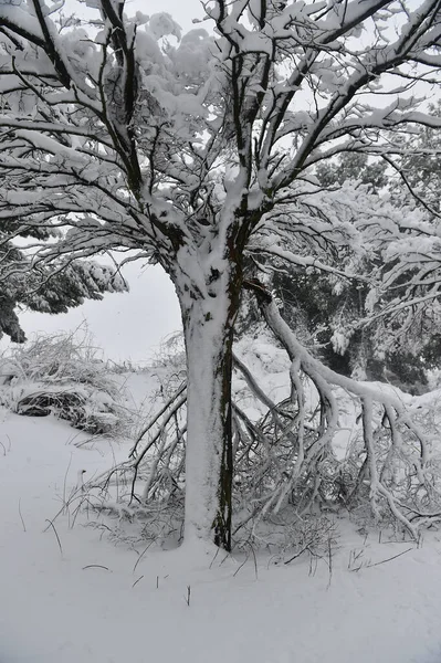 Ett Vackert Snöigt Landskap Spanien — Stockfoto