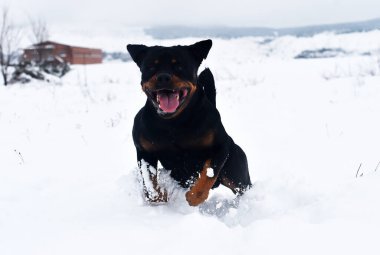 Karda koşan güçlü bir köpek.