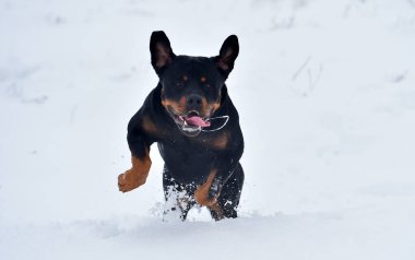 Karda koşan güçlü bir köpek.
