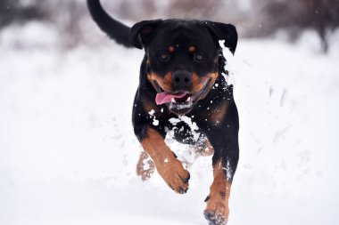 Karda koşan güçlü bir köpek.