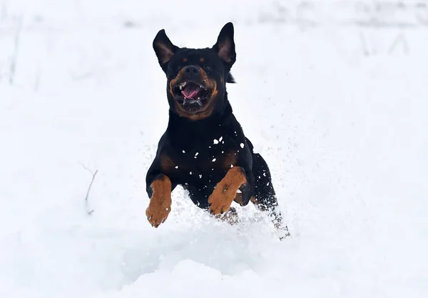 Strong Rottweiler Dog Running Snow — Stock Photo, Image