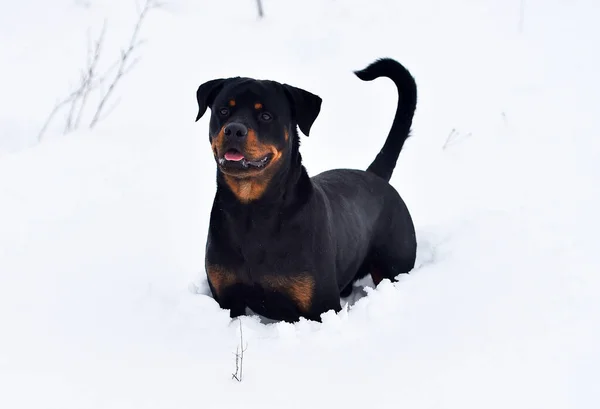 Stark Rottweiler Hund Som Springer Snön — Stockfoto