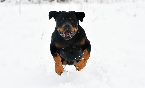 Cão Rottweiler Forte Correndo Neve — Fotografia de Stock