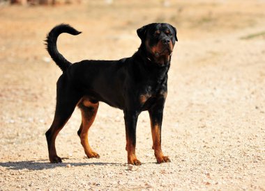 Tarlada güçlü bir Rottweiler köpeği