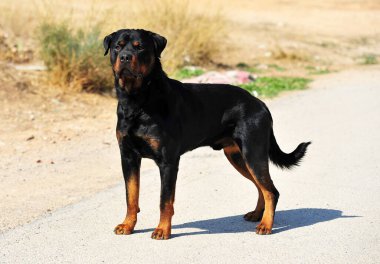 Tarlada güçlü bir Rottweiler köpeği
