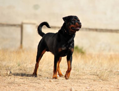 Tarlada güçlü bir Rottweiler köpeği