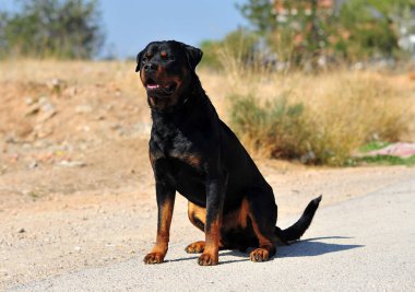 Tarlada güçlü bir Rottweiler köpeği
