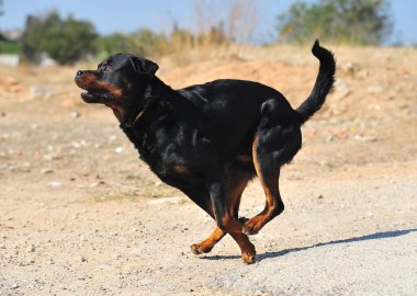 Tarlada güçlü bir Rottweiler köpeği