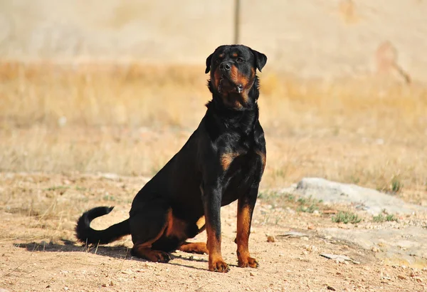 Egy Erős Rottweiler Kutya Területen — Stock Fotó