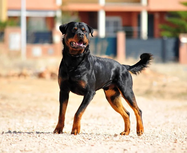 Egy Erős Rottweiler Kutya Területen — Stock Fotó