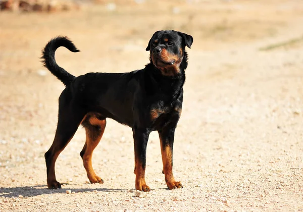 Ένα Ισχυρό Σκυλί Rottweiler Στο Πεδίο — Φωτογραφία Αρχείου