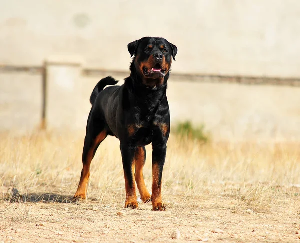 Egy Erős Rottweiler Kutya Területen — Stock Fotó