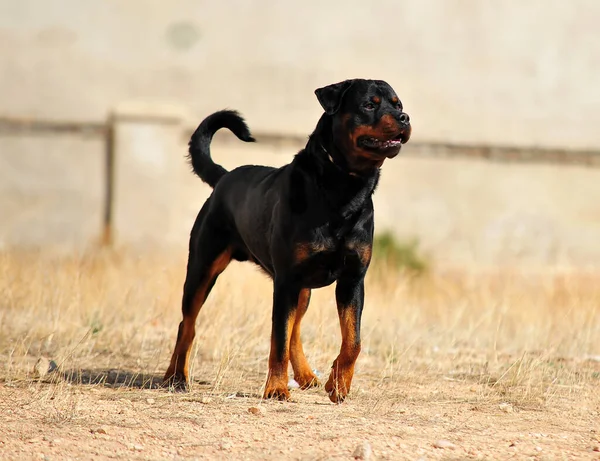 Ένα Ισχυρό Σκυλί Rottweiler Στο Πεδίο — Φωτογραφία Αρχείου