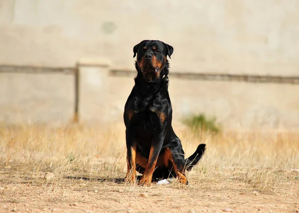 Tarlada Güçlü Bir Rottweiler Köpeği — Stok fotoğraf