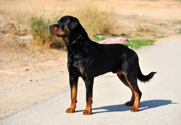 Cão Rottweiler Forte Campo — Fotografia de Stock