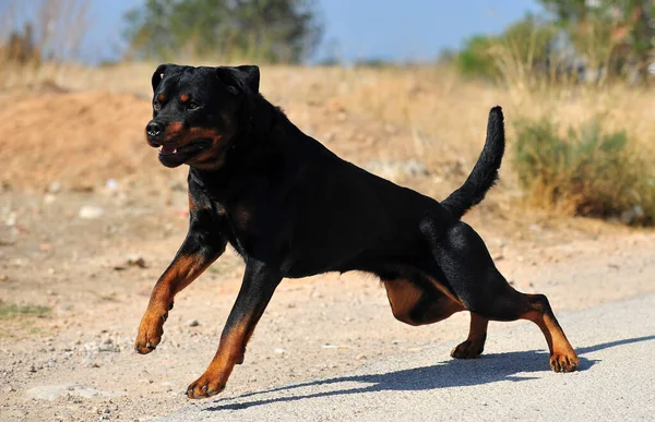 Ένα Ισχυρό Σκυλί Rottweiler Στο Πεδίο — Φωτογραφία Αρχείου