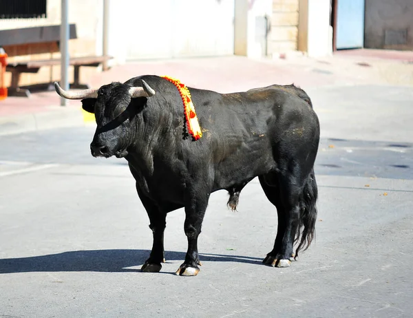 Španělský Černý Býk Býčí Aréně Tradiční Podívané Býčí Zápasy — Stock fotografie